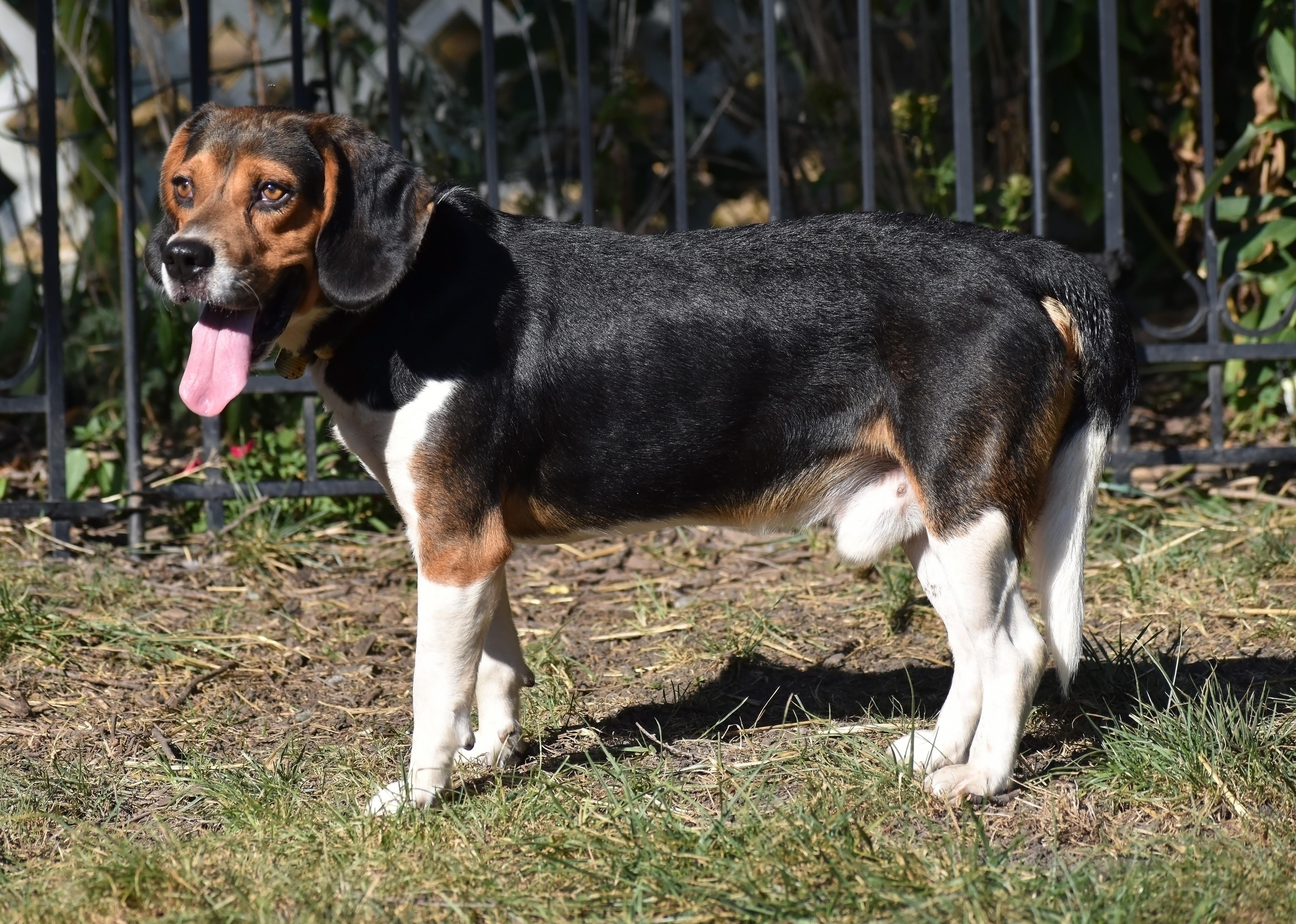 Arnold- URGENT FOSTER NEEDED!!