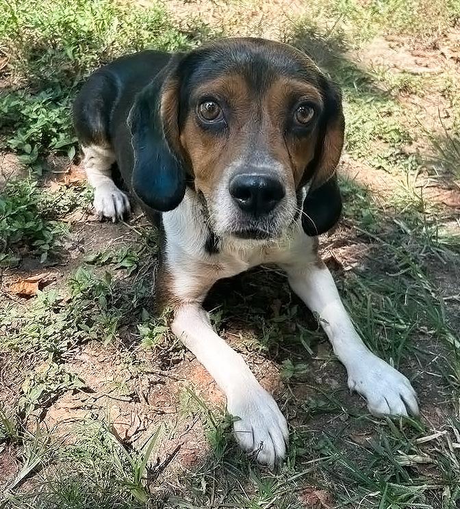 Arnold- URGENT FOSTER NEEDED!!