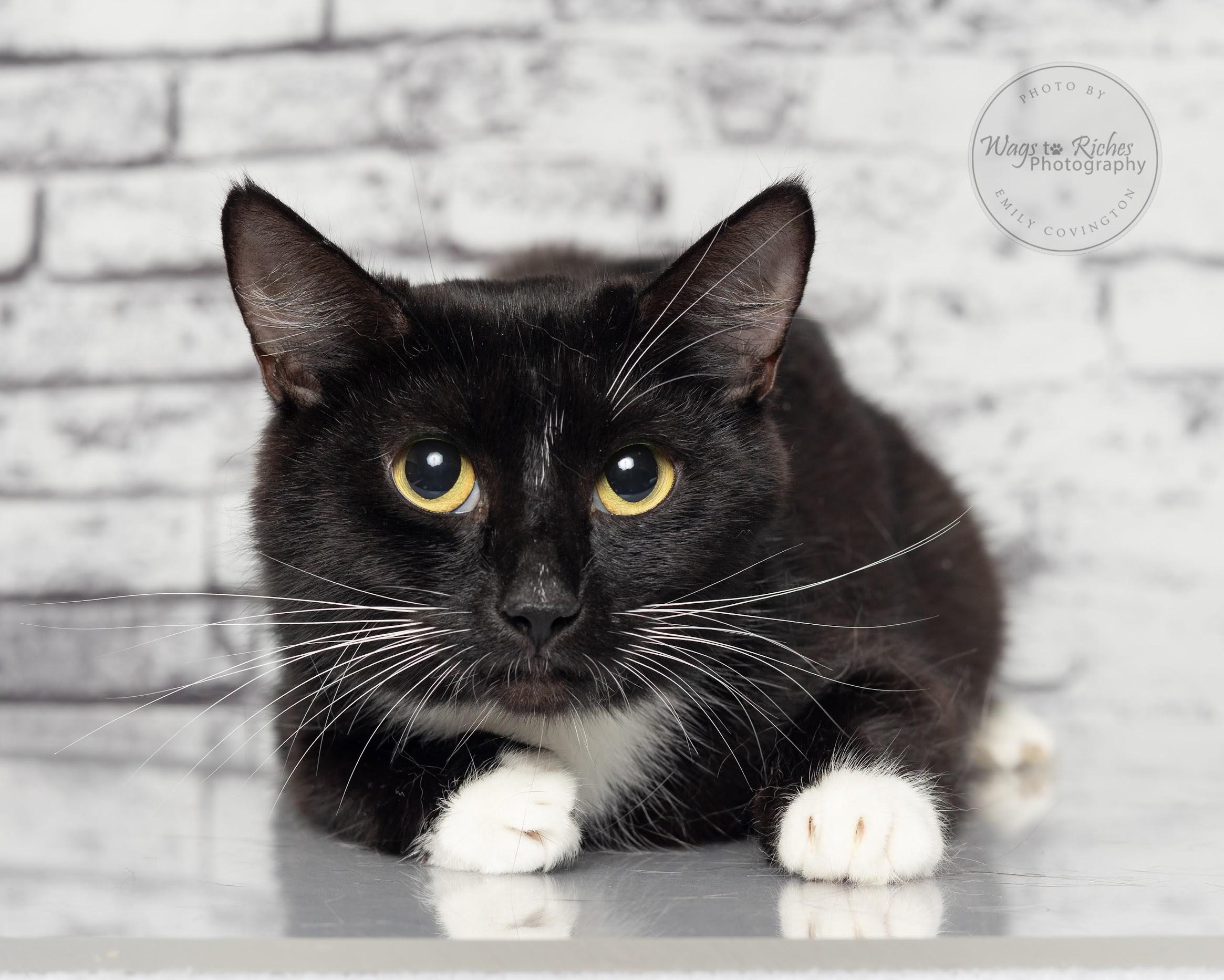 Violet, an adoptable Domestic Short Hair in Tuscaloosa, AL, 35406 | Photo Image 4