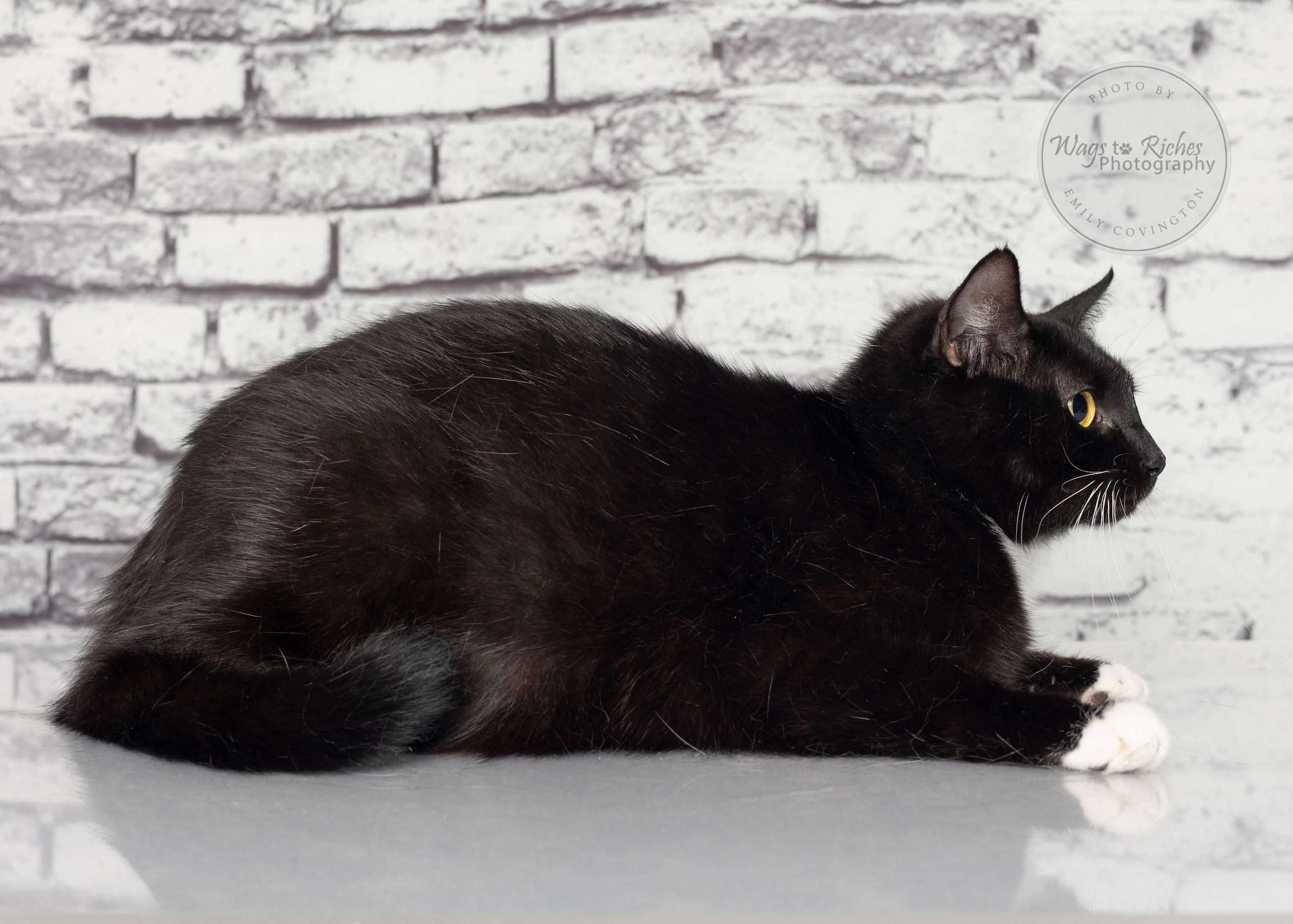 Violet, an adoptable Domestic Short Hair in Tuscaloosa, AL, 35406 | Photo Image 6