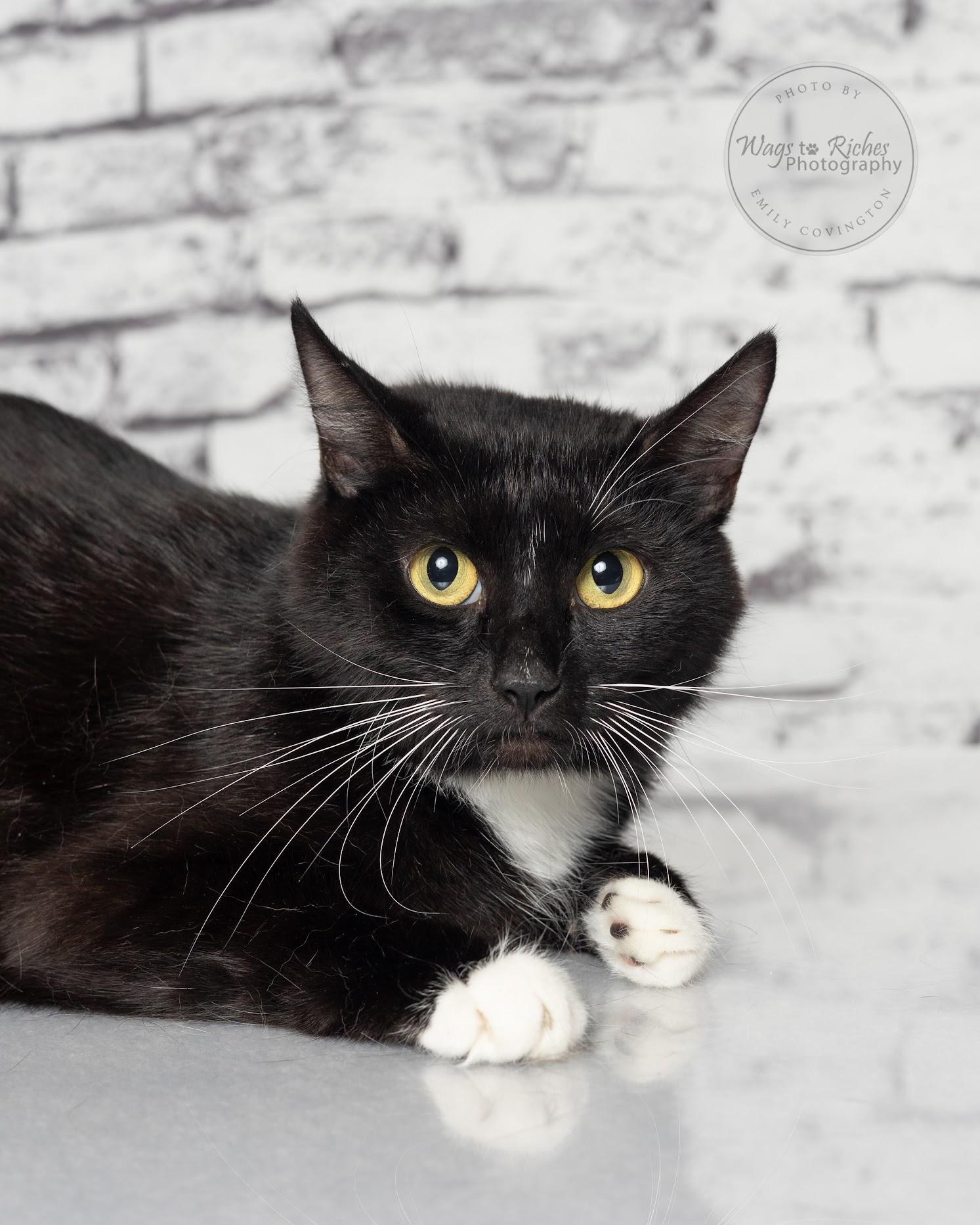 Violet, an adoptable Domestic Short Hair in Tuscaloosa, AL, 35406 | Photo Image 3
