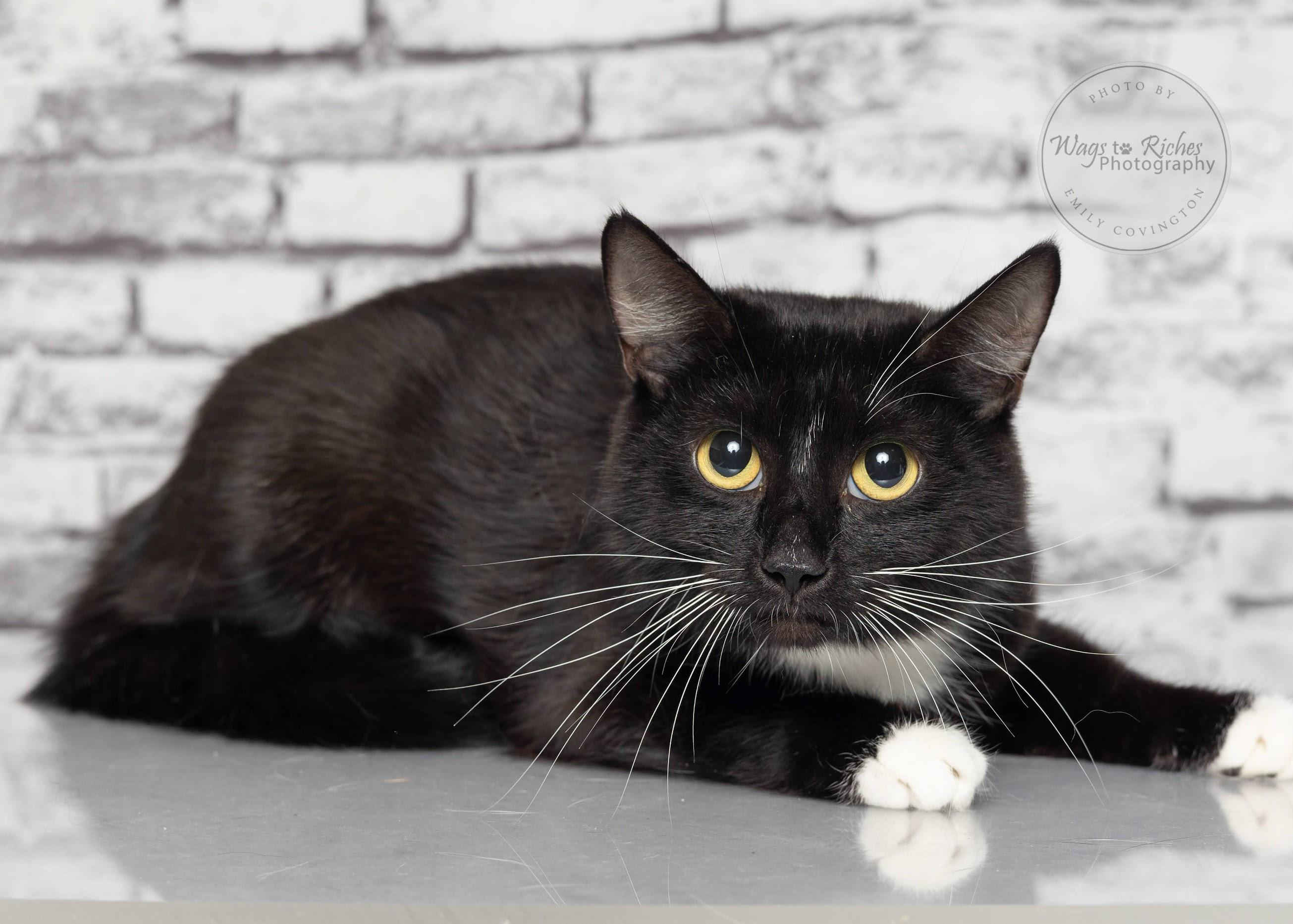 Violet, an adoptable Domestic Short Hair in Tuscaloosa, AL, 35406 | Photo Image 1