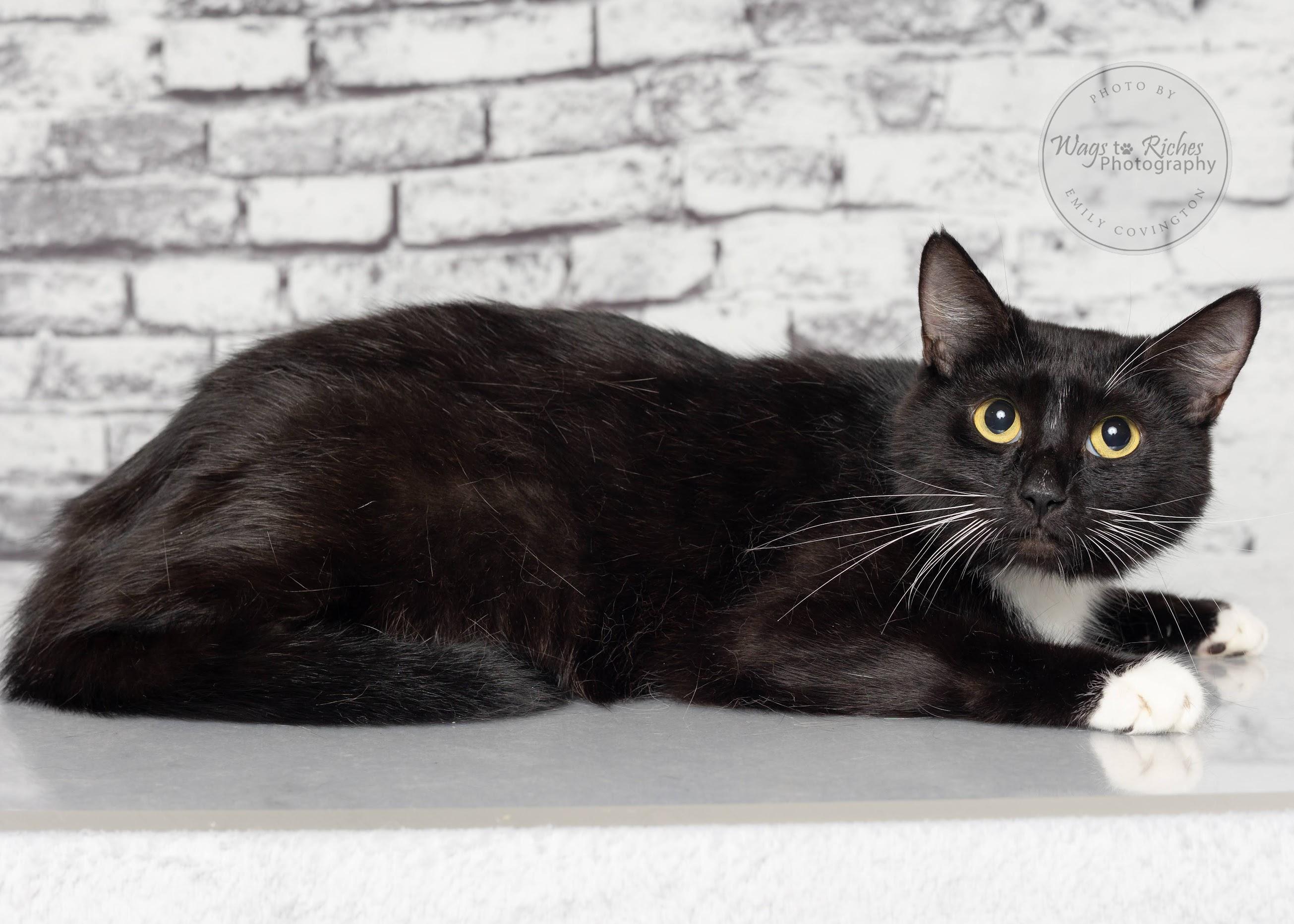 Violet, an adoptable Domestic Short Hair in Tuscaloosa, AL, 35406 | Photo Image 2