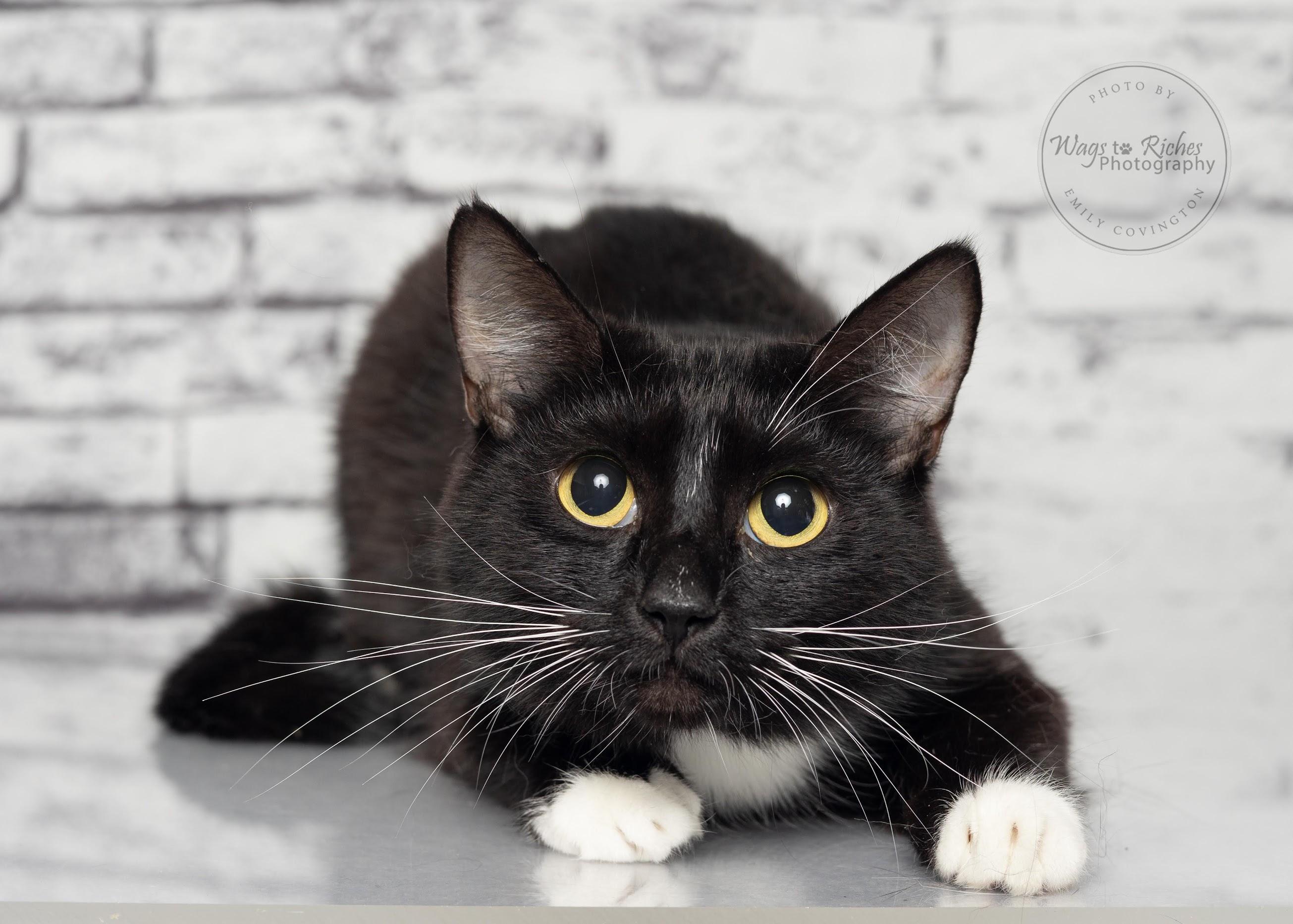 Violet, an adoptable Domestic Short Hair in Tuscaloosa, AL, 35406 | Photo Image 5