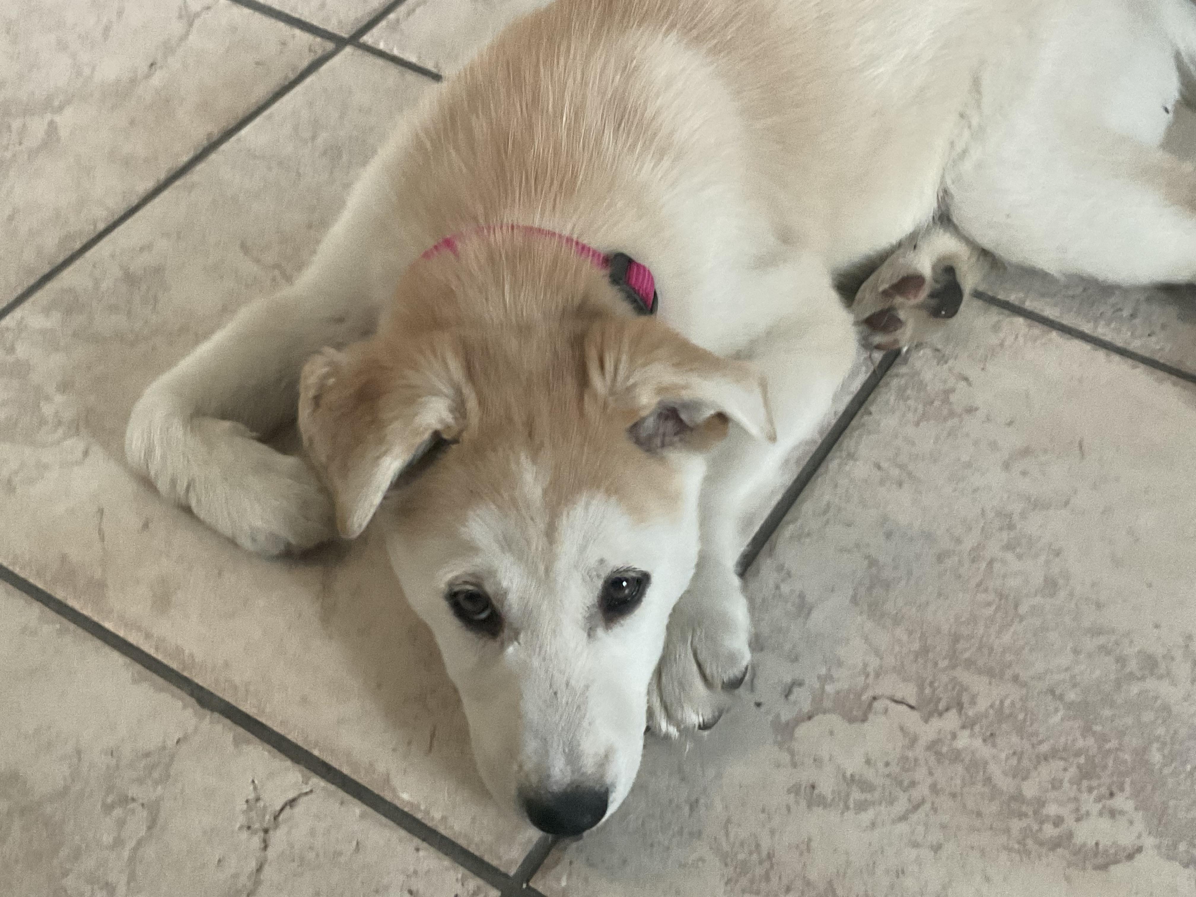 Abby — thumbnail 2