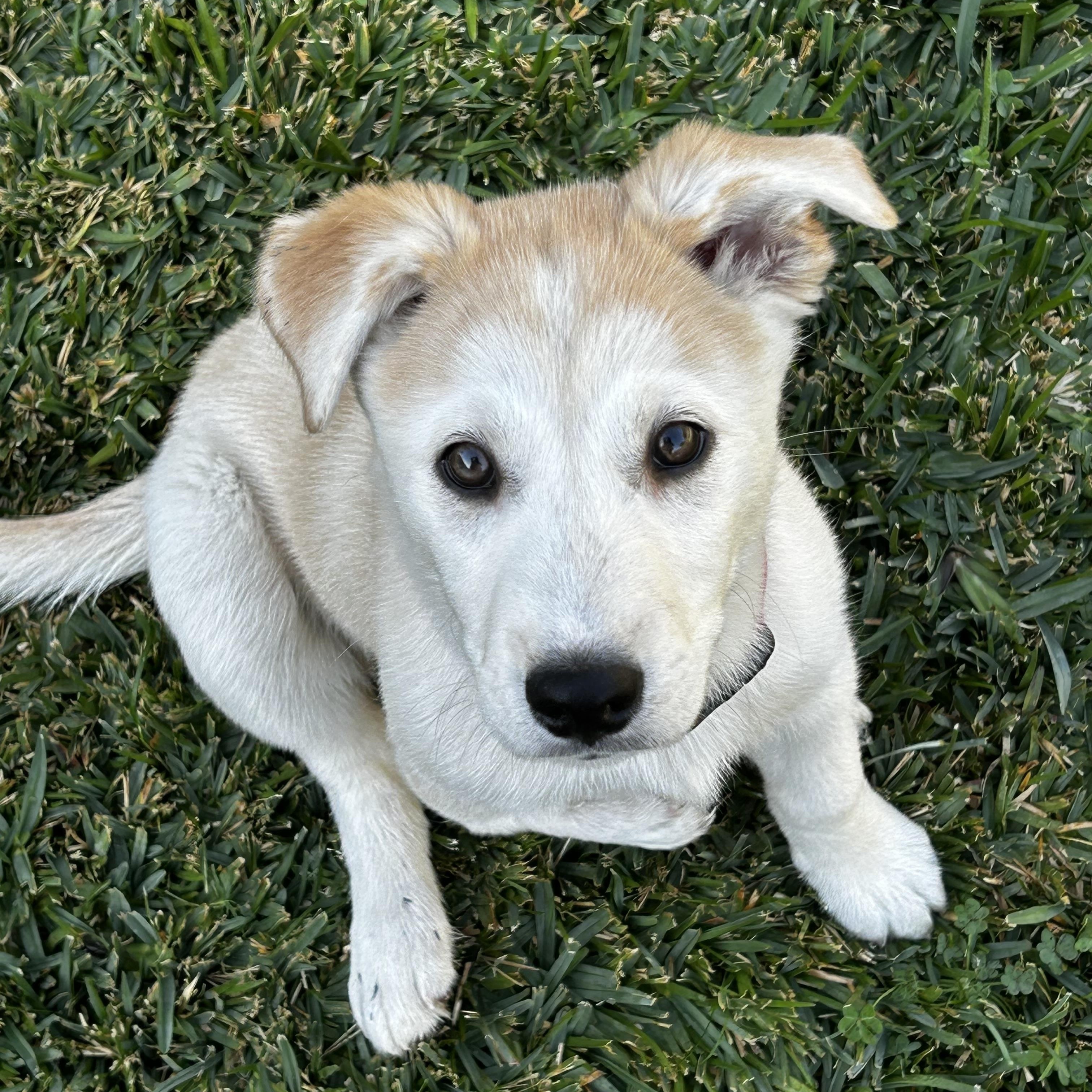 Abby — thumbnail 4