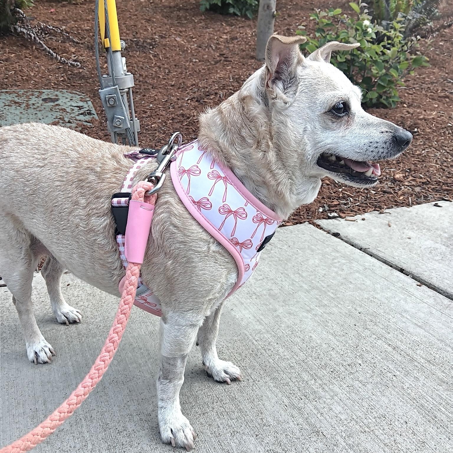 Enlarge Dulce, a Adoptable mixed breed in Saint Helens, OR image 4/6