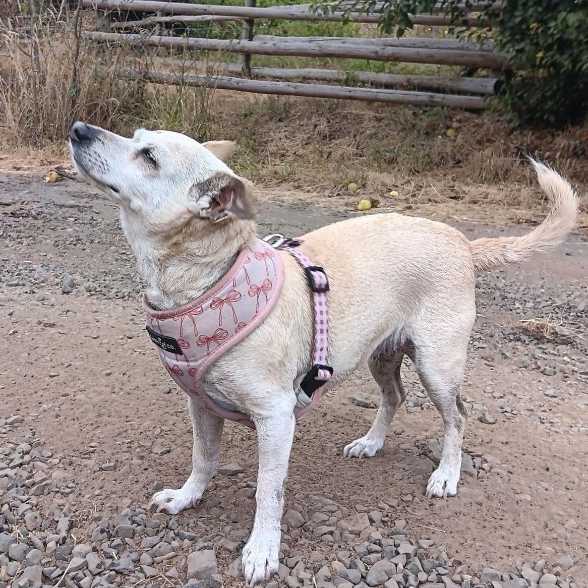 Dulce, Adoptable, Adult Female Chihuahua & Terrier.