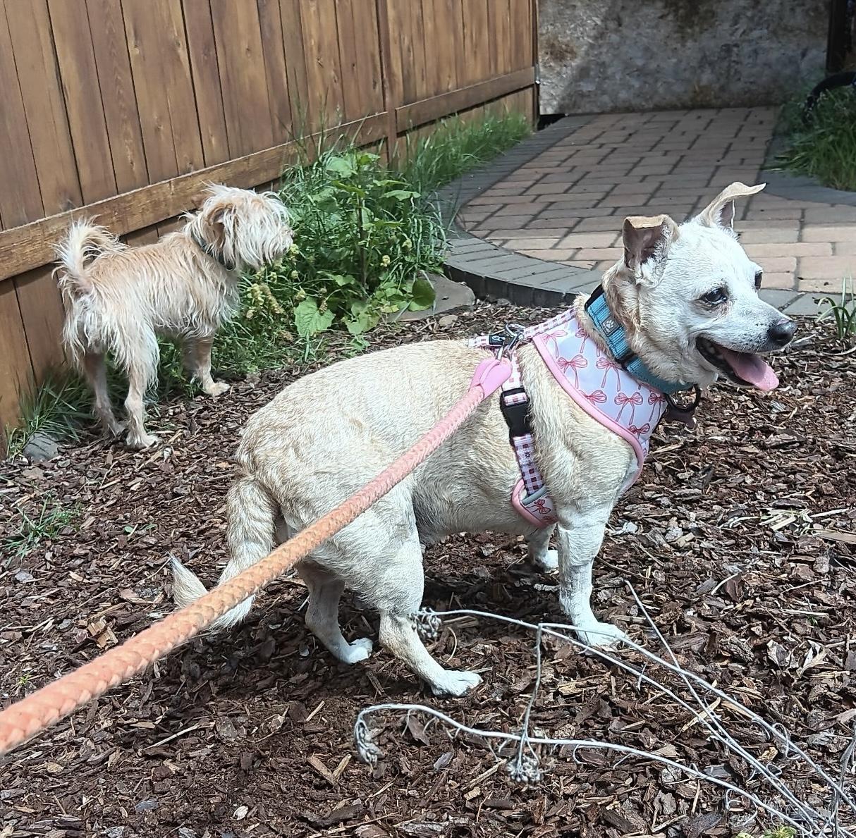 Enlarge Dulce, a Adoptable mixed breed in Saint Helens, OR image 3/6