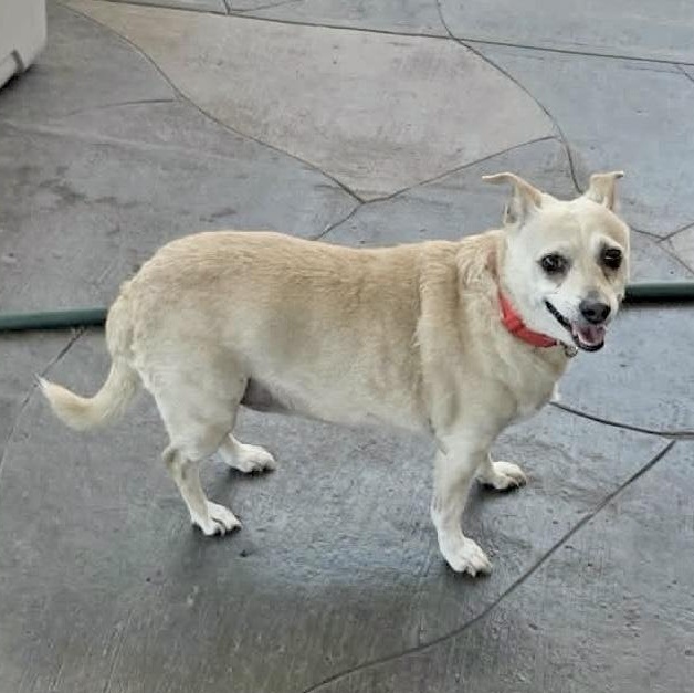 Enlarge Dulce, a Adoptable mixed breed in Saint Helens, OR image 5/6