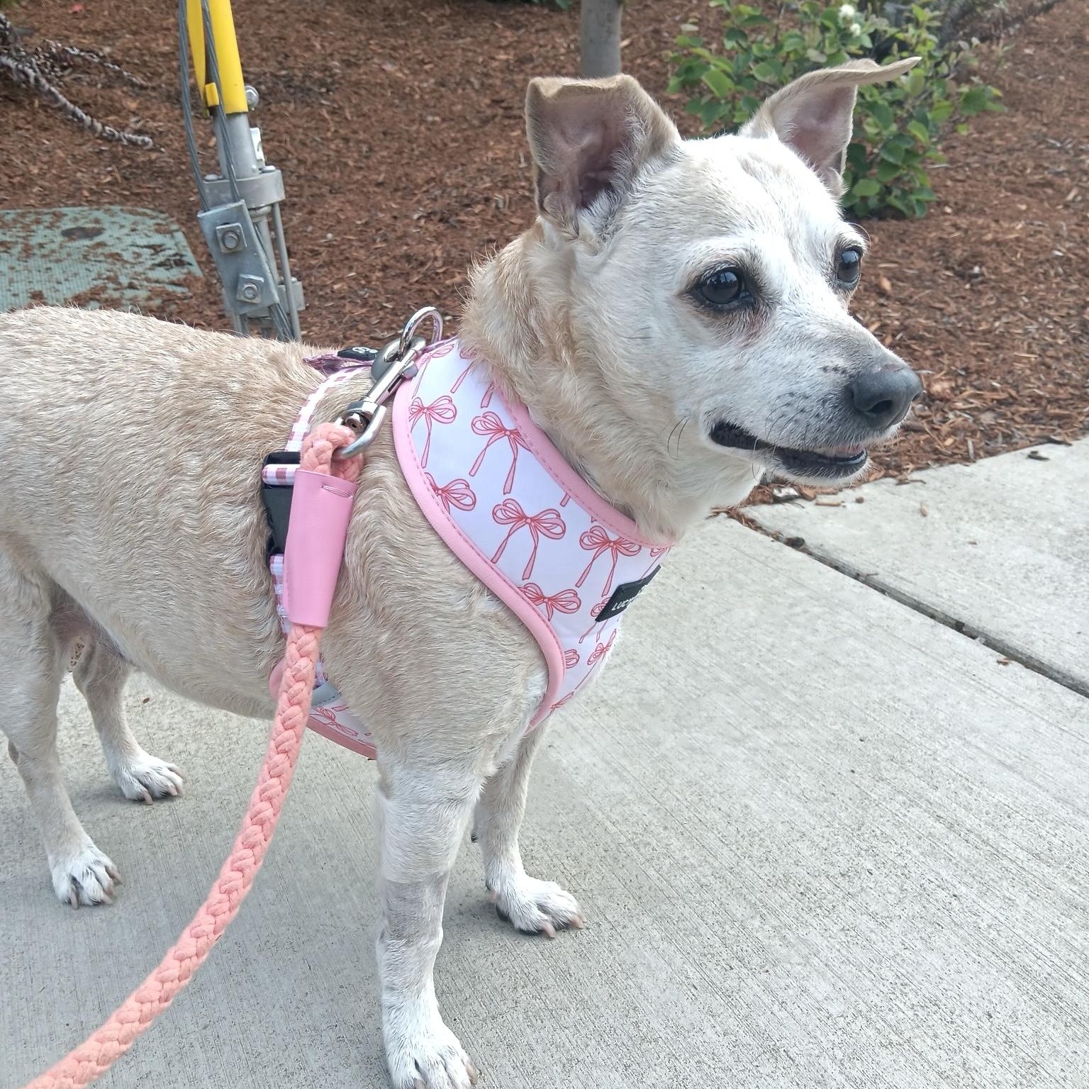 Enlarge Dulce, a Adoptable mixed breed in Saint Helens, OR image 2/6