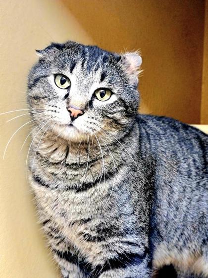 Jack, Adoptable, Adult Male Domestic Short Hair & Domestic Short Hair.