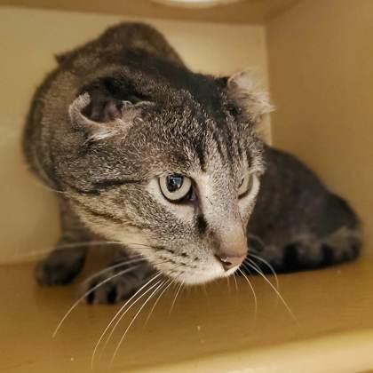 Jack, a Adoptable Domestic Short Hair in Fort Worth, TX image 2/3