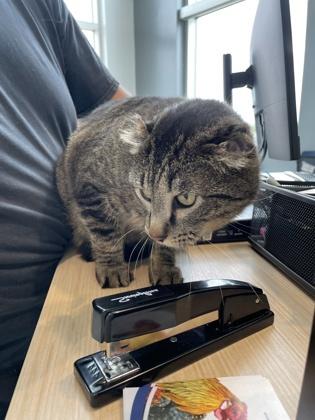 Jack, a Adoptable Domestic Short Hair in Fort Worth, TX image 3/3