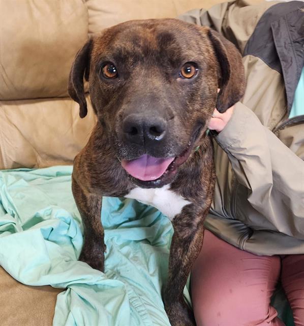 GOOBER, Adoptable, Adult Male Plott Hound & American Bulldog.