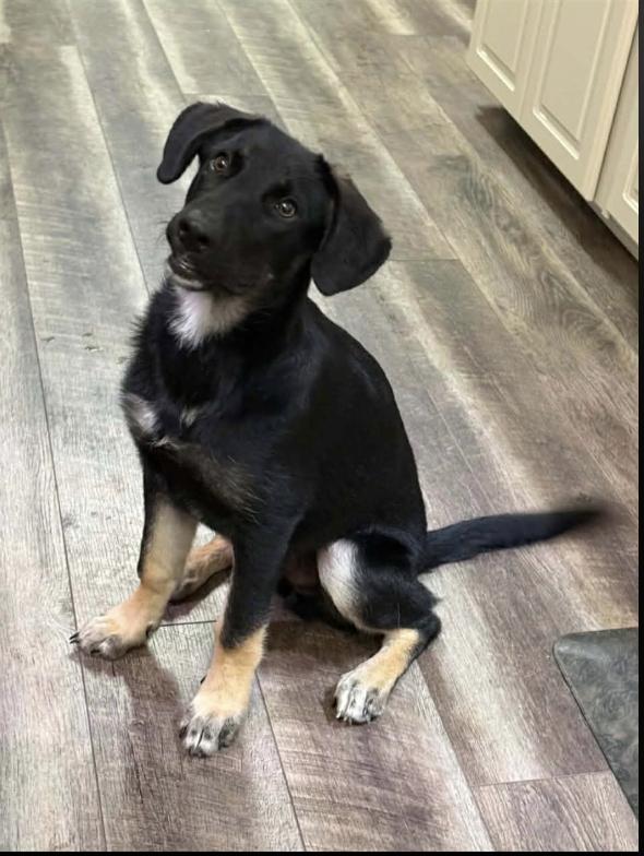 Enlarge Woody, an adopted mixed breed in Monticello, MN image 1/2