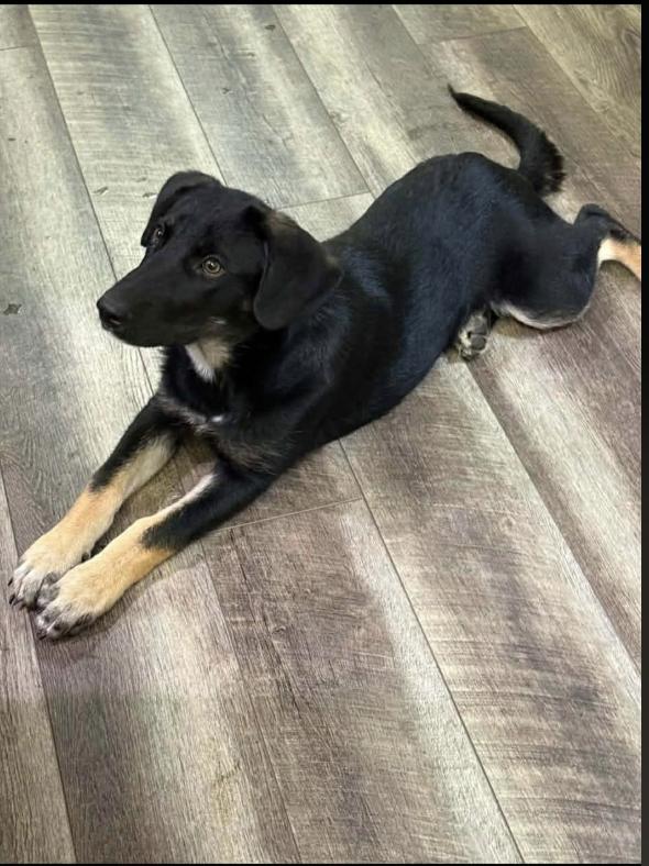 Enlarge Woody, an adopted mixed breed in Monticello, MN image 2/2