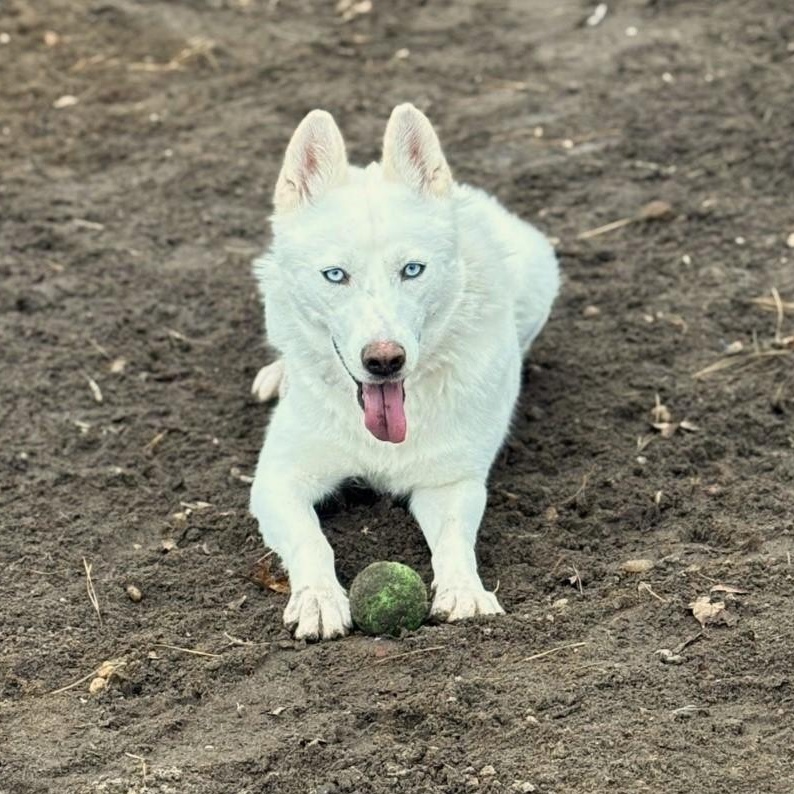 Enlarge Daisy, an adopted Husky in Brookhaven, NY image 3/3
