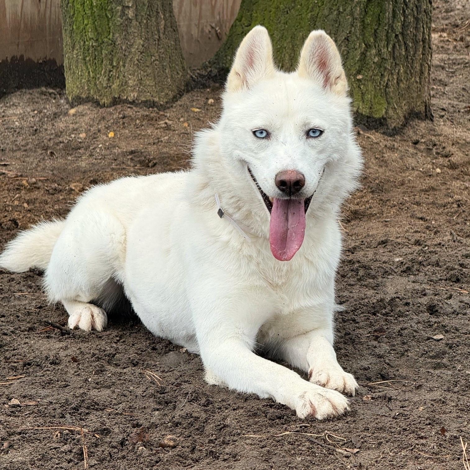 Enlarge Daisy, an adopted Husky in Brookhaven, NY image 1/3