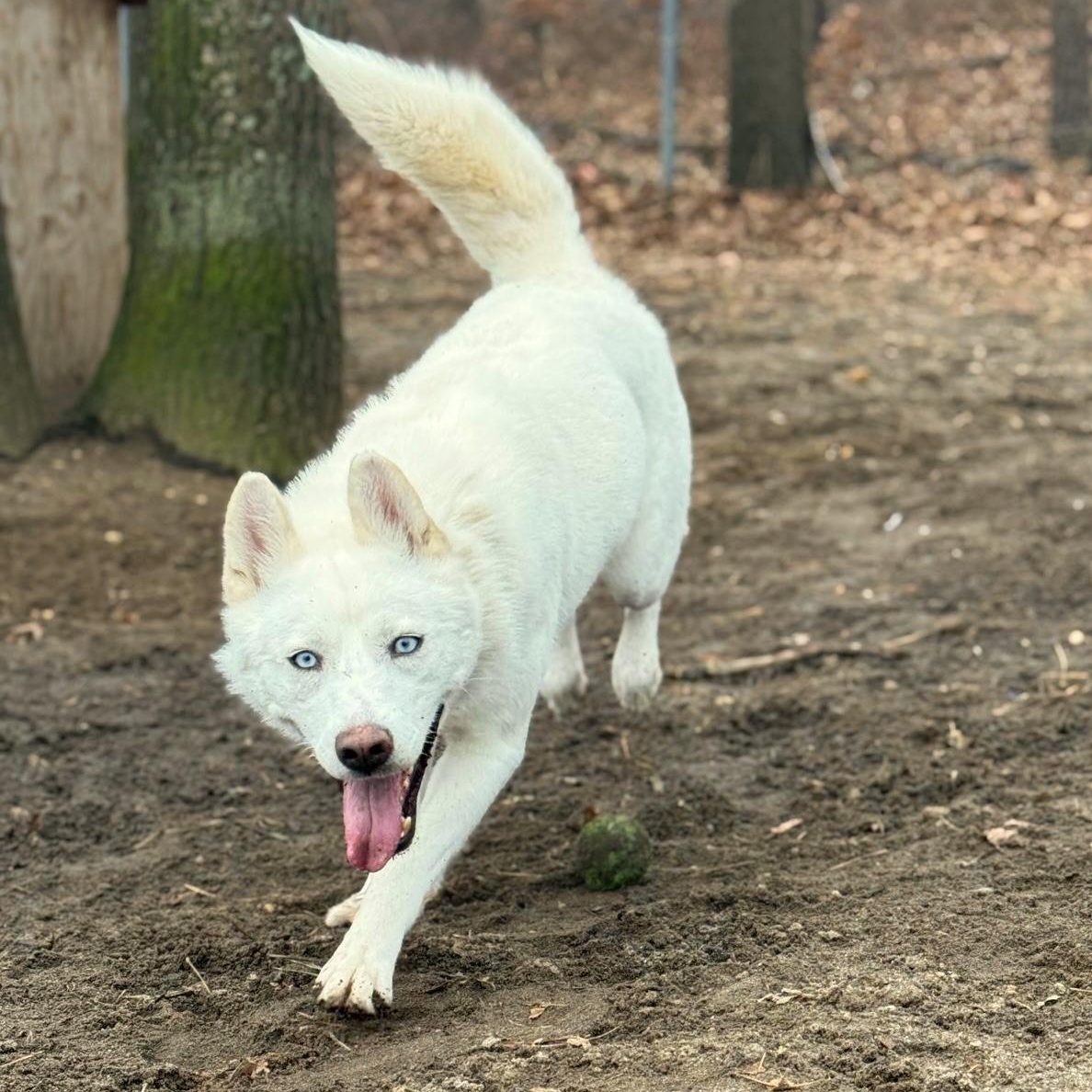 Enlarge Daisy, an adopted Husky in Brookhaven, NY image 2/3