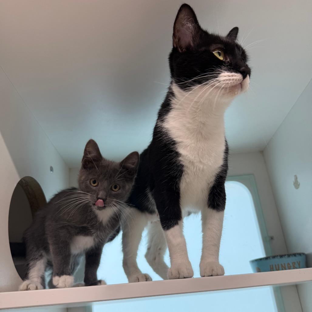 Flurry, Adoptable, Kitten Male Domestic Short Hair.