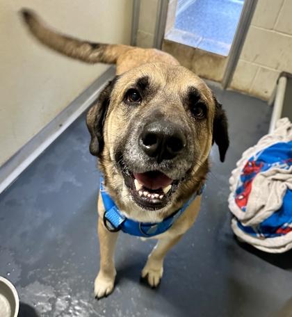 Enlarge Sue, a ADOPTABLE mixed breed in Converse, TX image 1/1