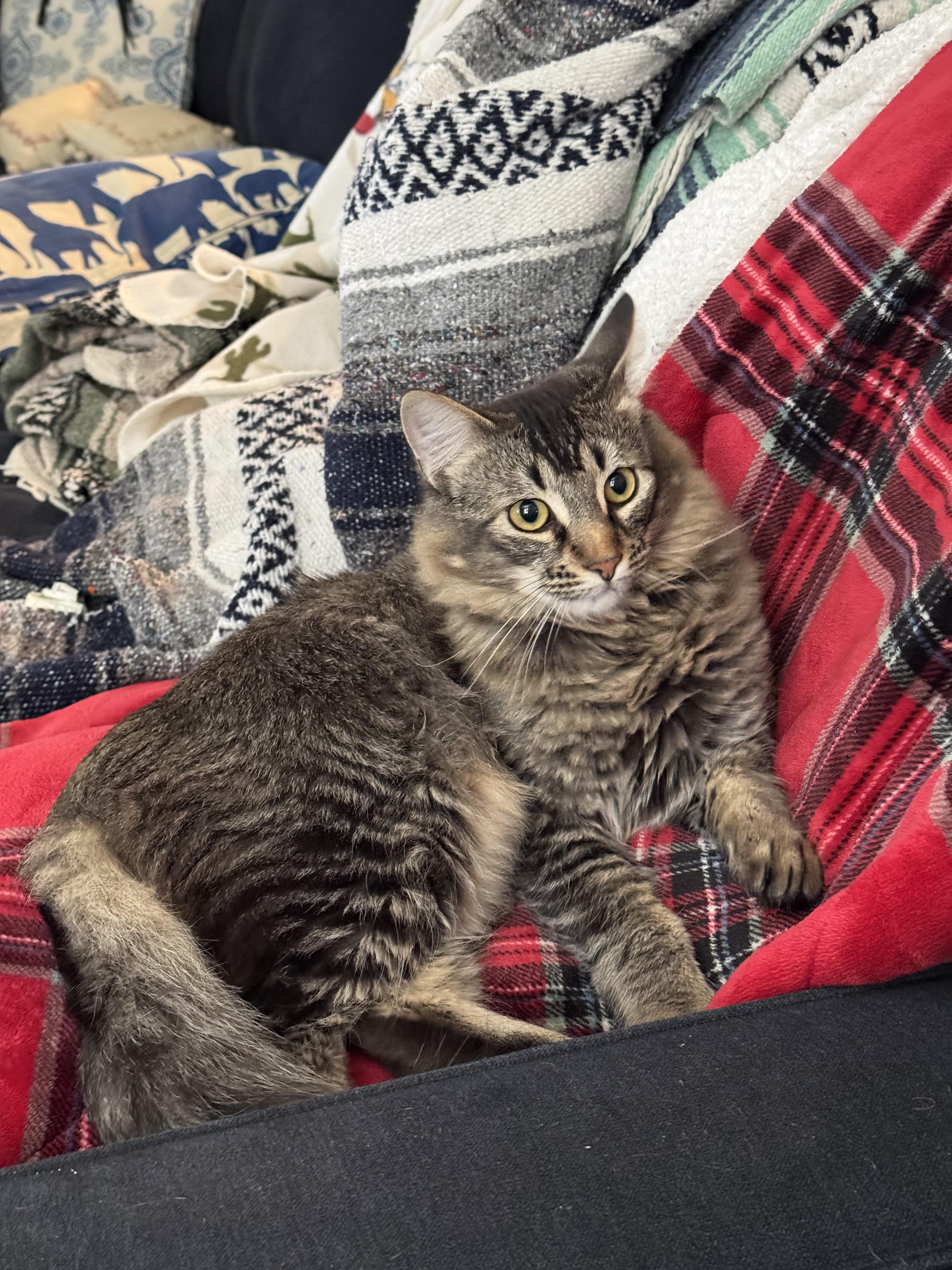 Merlin, a Adoptable Domestic Short Hair in Mount Pleasant, TX image 1/3