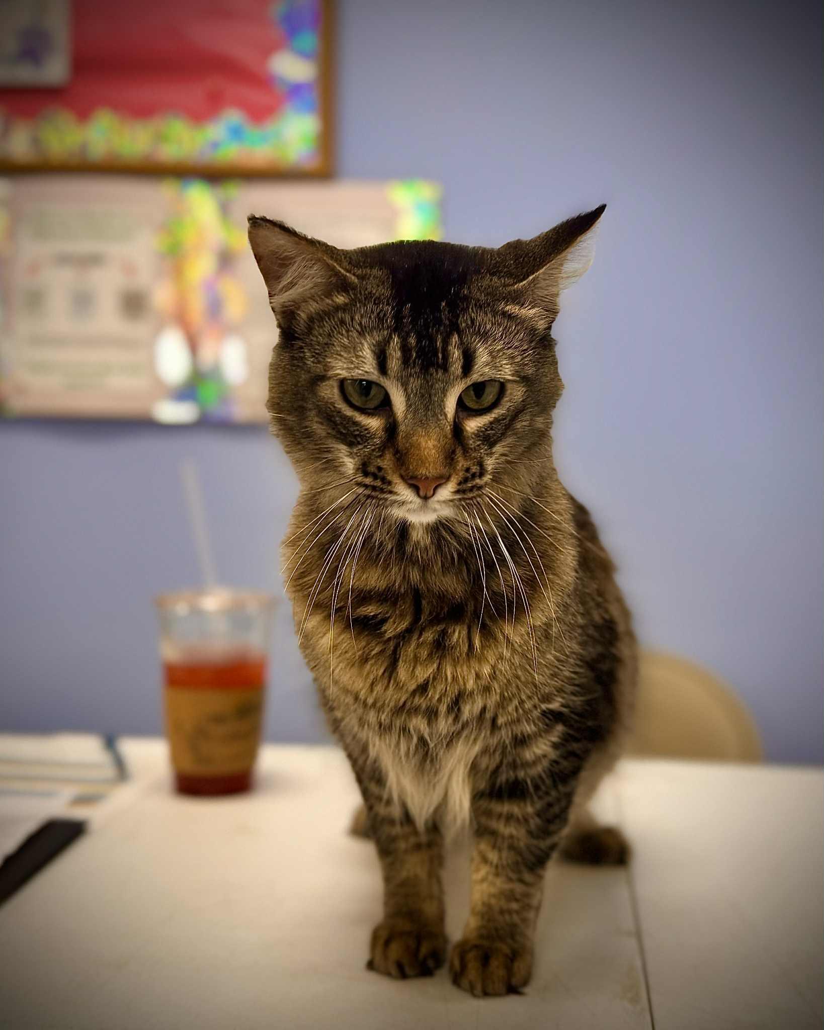 Merlin, a Adoptable Domestic Short Hair in Mount Pleasant, TX image 2/3