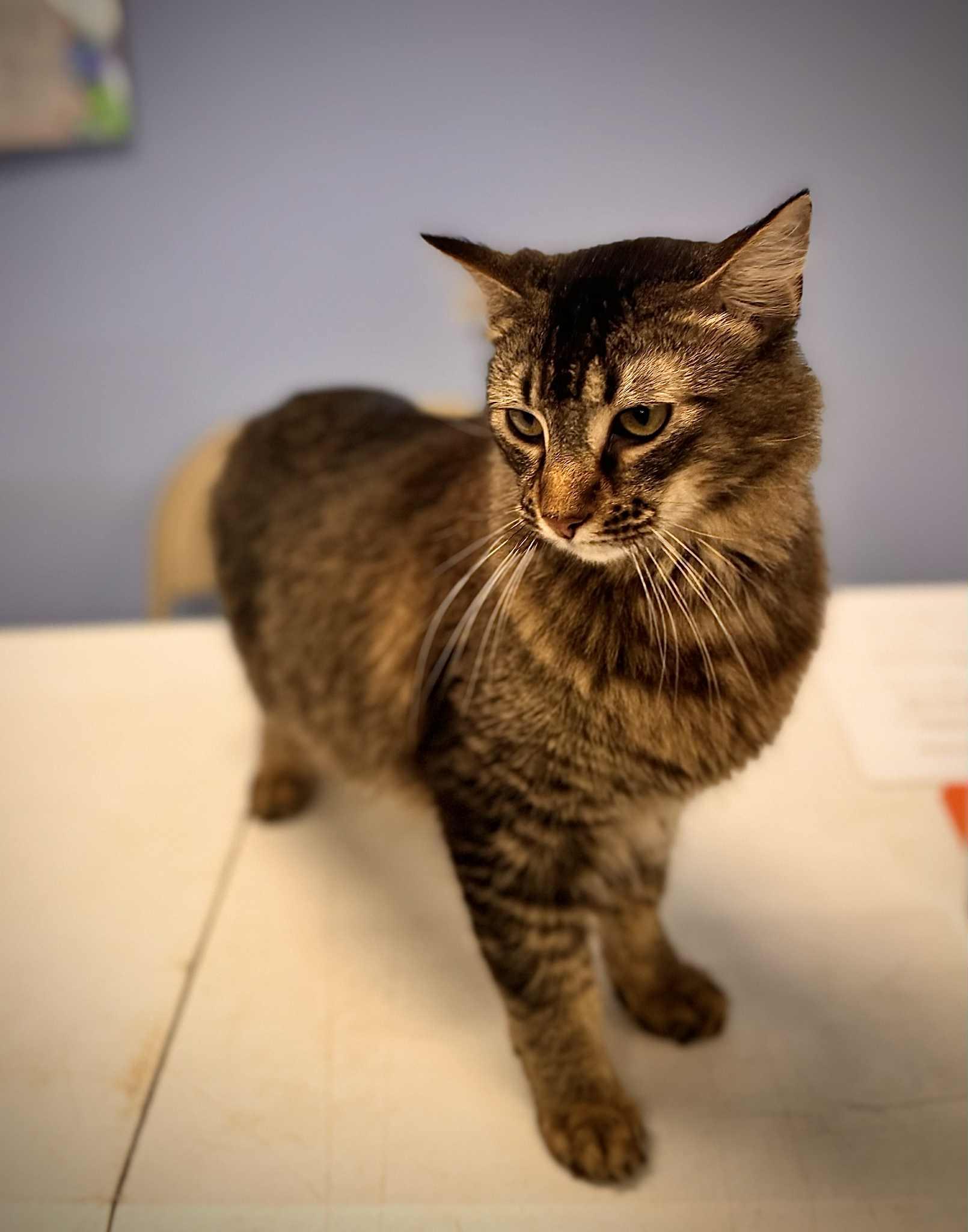 Merlin, a Adoptable Domestic Short Hair in Mount Pleasant, TX image 3/3