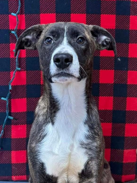 Enlarge Stewart (Obedience Trained), a Adoptable mixed breed in Maryville, MO image 1/3