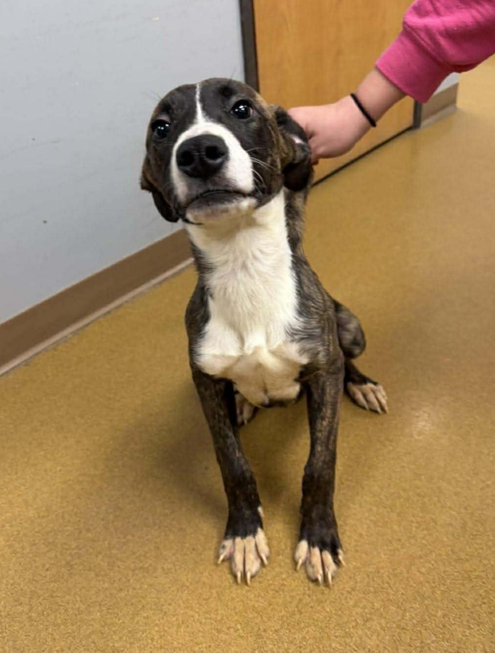 Enlarge Stewart (Obedience Trained), a Adoptable mixed breed in Maryville, MO image 3/3