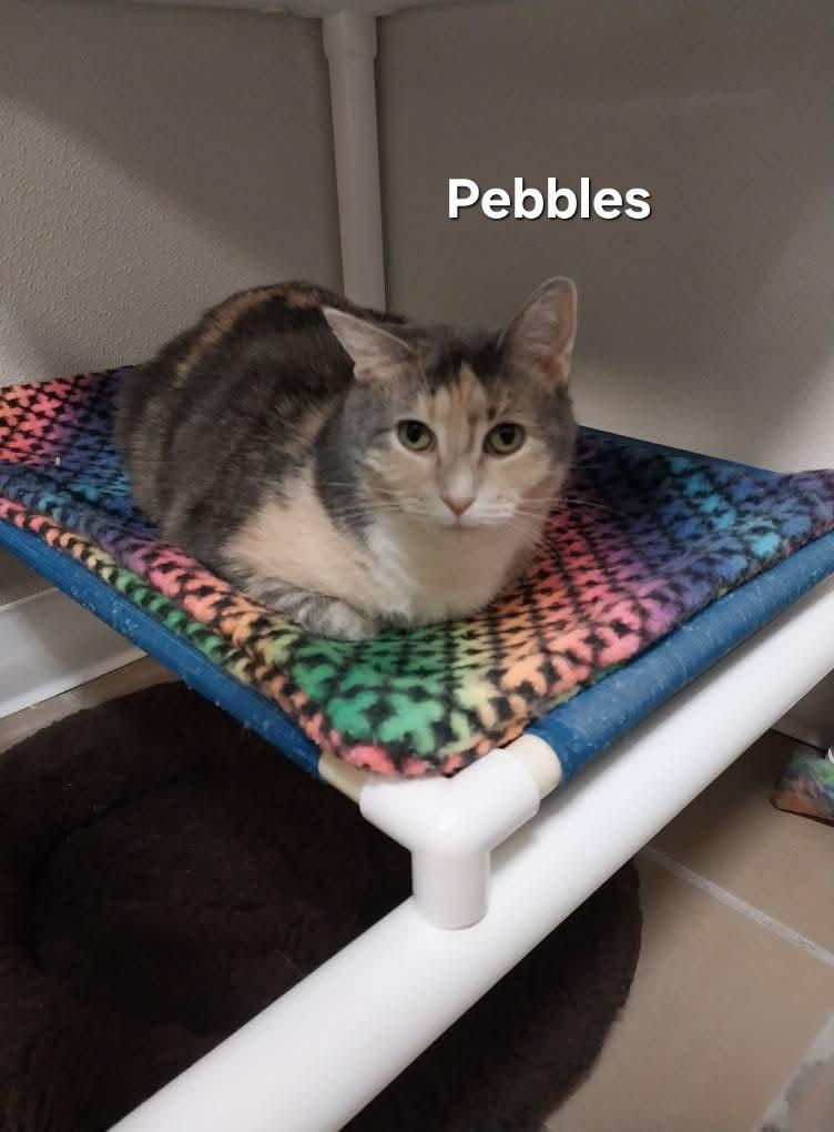 Pebbles, Adoptable, Adult Female Domestic Short Hair.