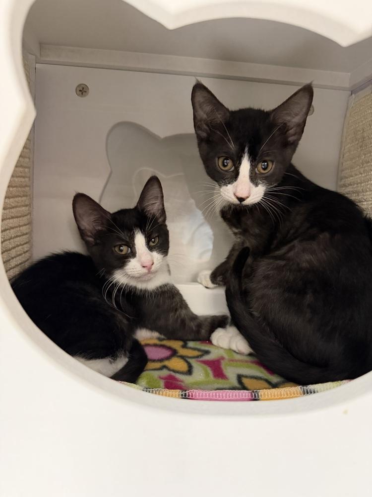 Enlarge Smoke, a Adoptable Domestic Short Hair in Orlando, FL image 1/6
