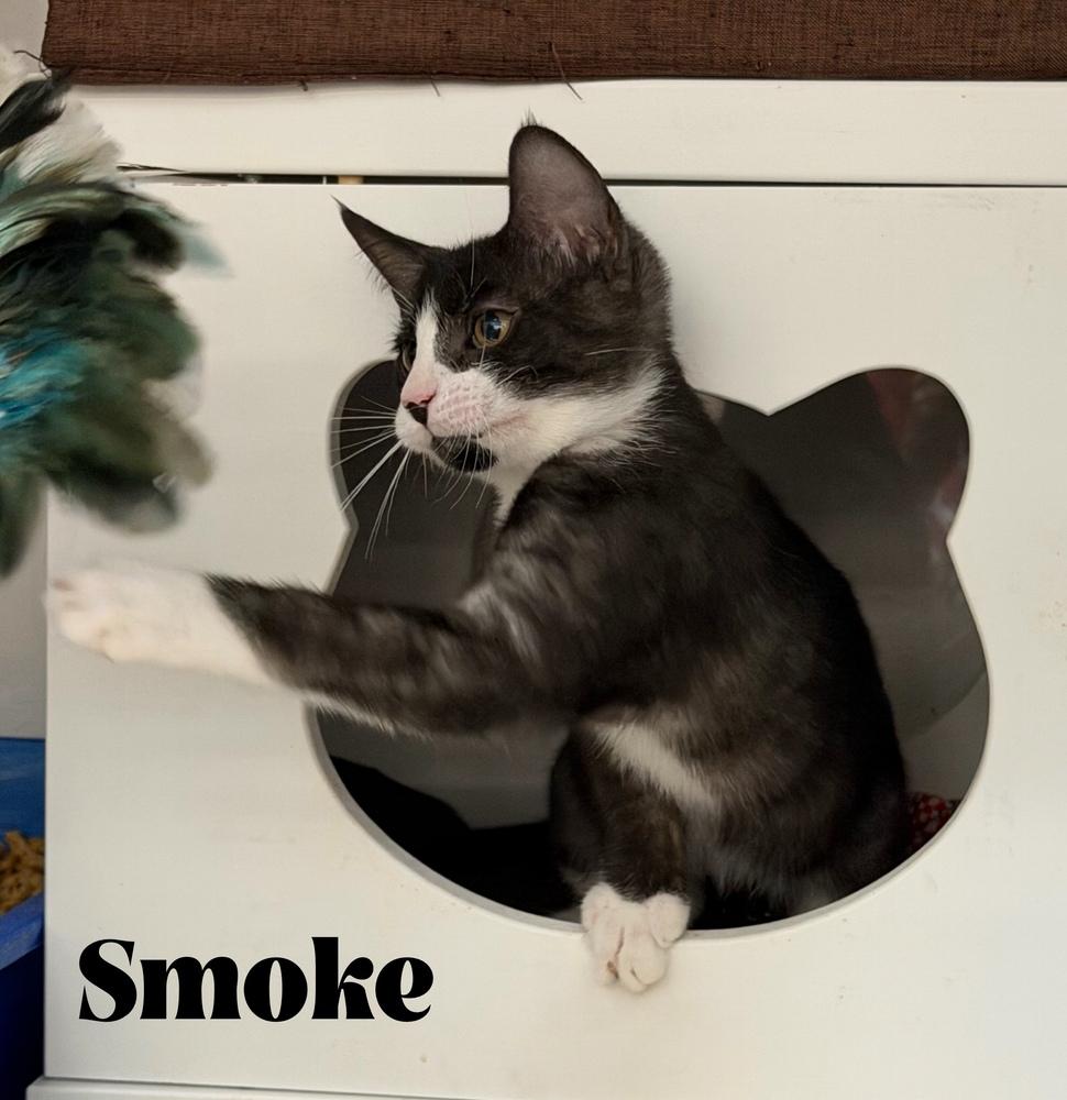 Enlarge Smoke, a Adoptable Domestic Short Hair in Orlando, FL image 2/6
