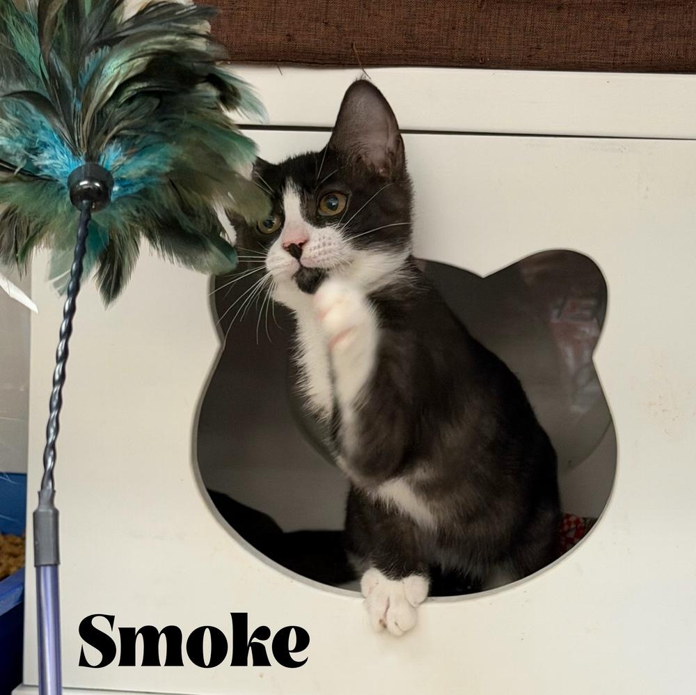 Enlarge Smoke, a Adoptable Domestic Short Hair in Orlando, FL image 3/6