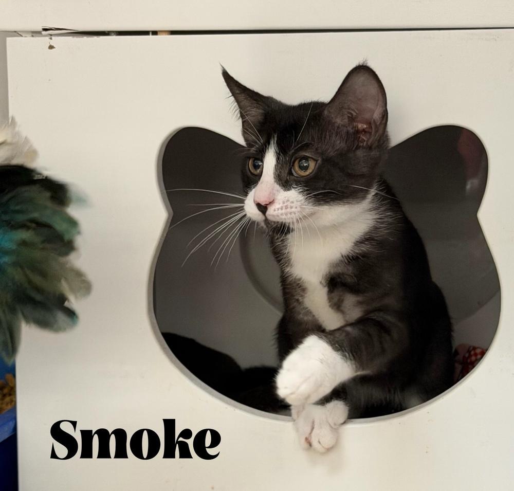 Enlarge Smoke, a Adoptable Domestic Short Hair in Orlando, FL image 4/6