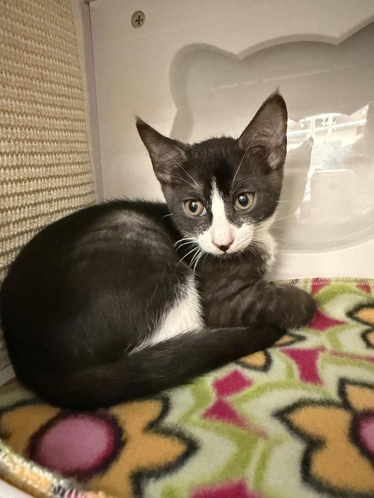 Enlarge Smoke, a Adoptable Domestic Short Hair in Orlando, FL image 5/6