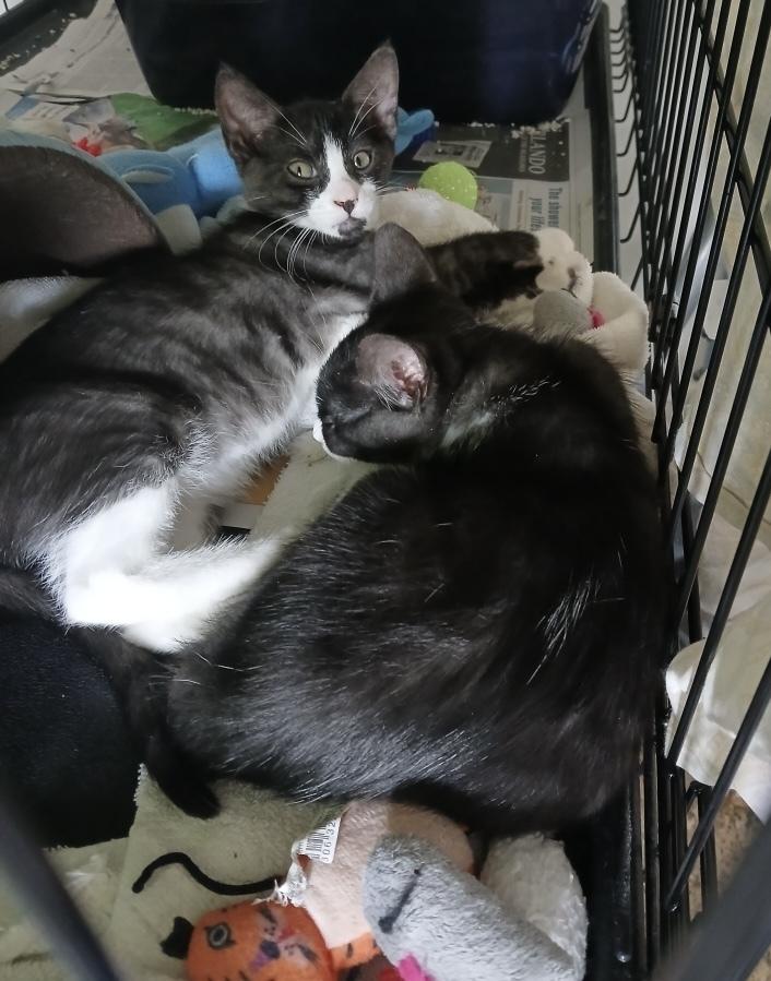 Enlarge Smoke, a Adoptable Domestic Short Hair in Orlando, FL image 6/6