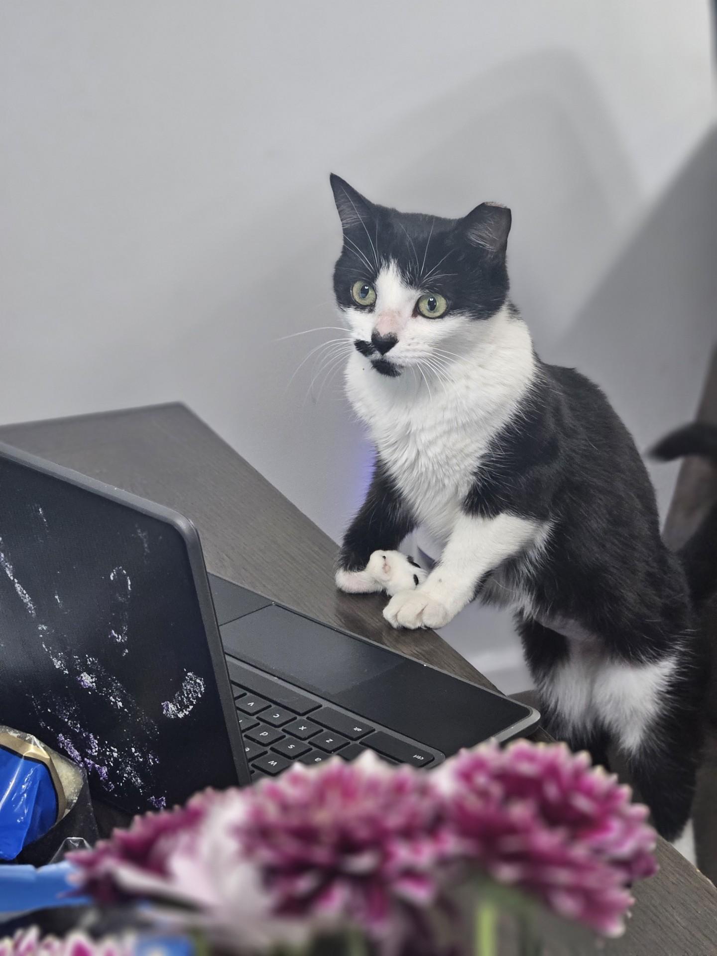Enlarge Shakira, a ADOPTABLE Domestic Short Hair in Weehawken, NJ image 2/2
