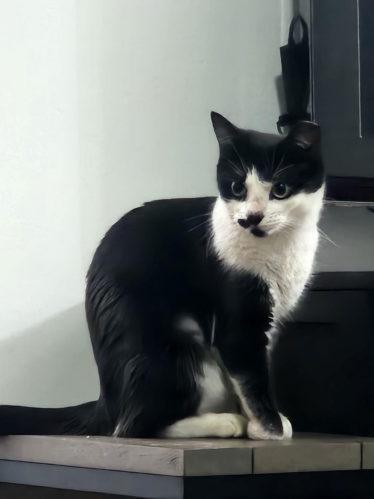Shakira, ADOPTABLE, Kitten Female Domestic Short Hair.