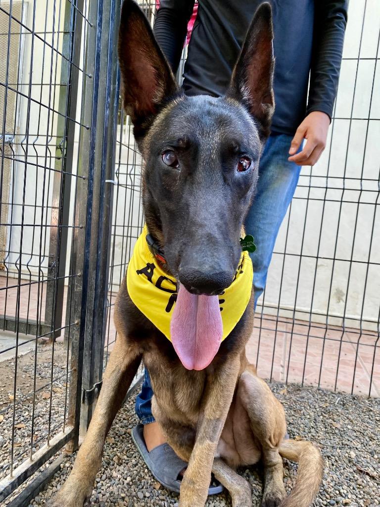 Harley — thumbnail 2