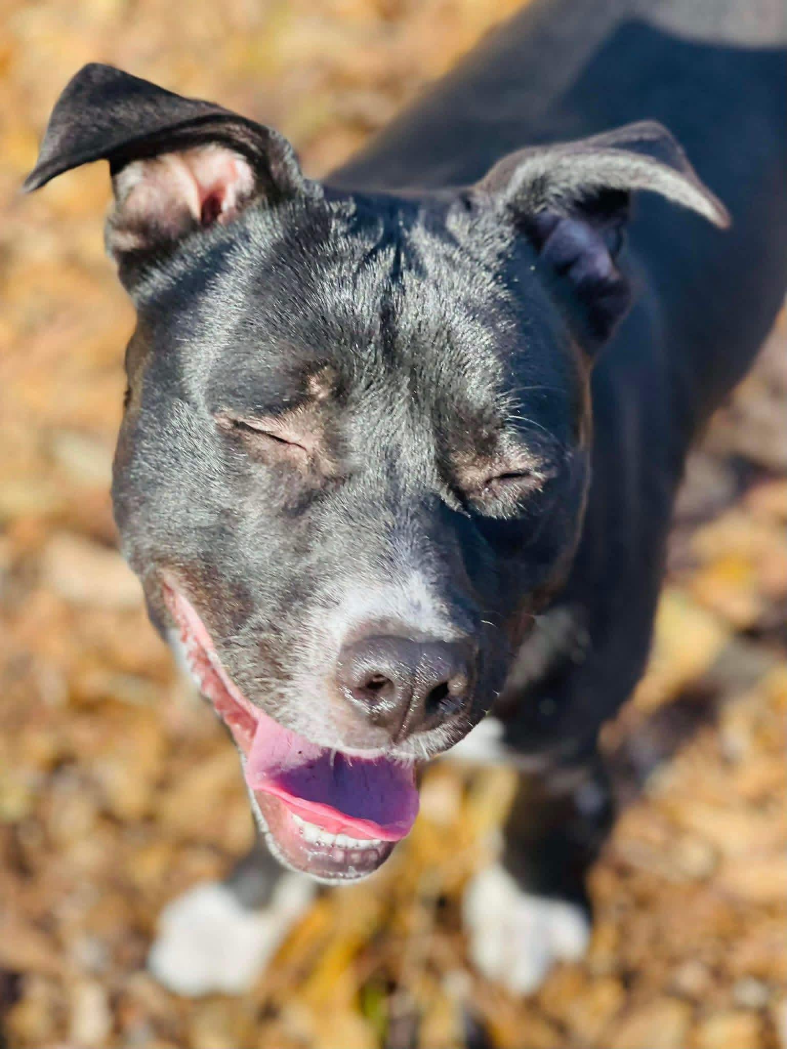Enlarge Dante, a Adopted mixed breed in Covington, GA image 3/3