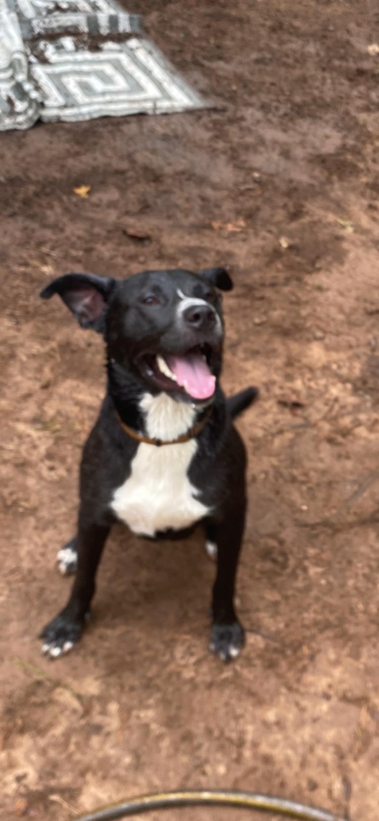 Enlarge Dante, a Adopted mixed breed in Covington, GA image 1/3