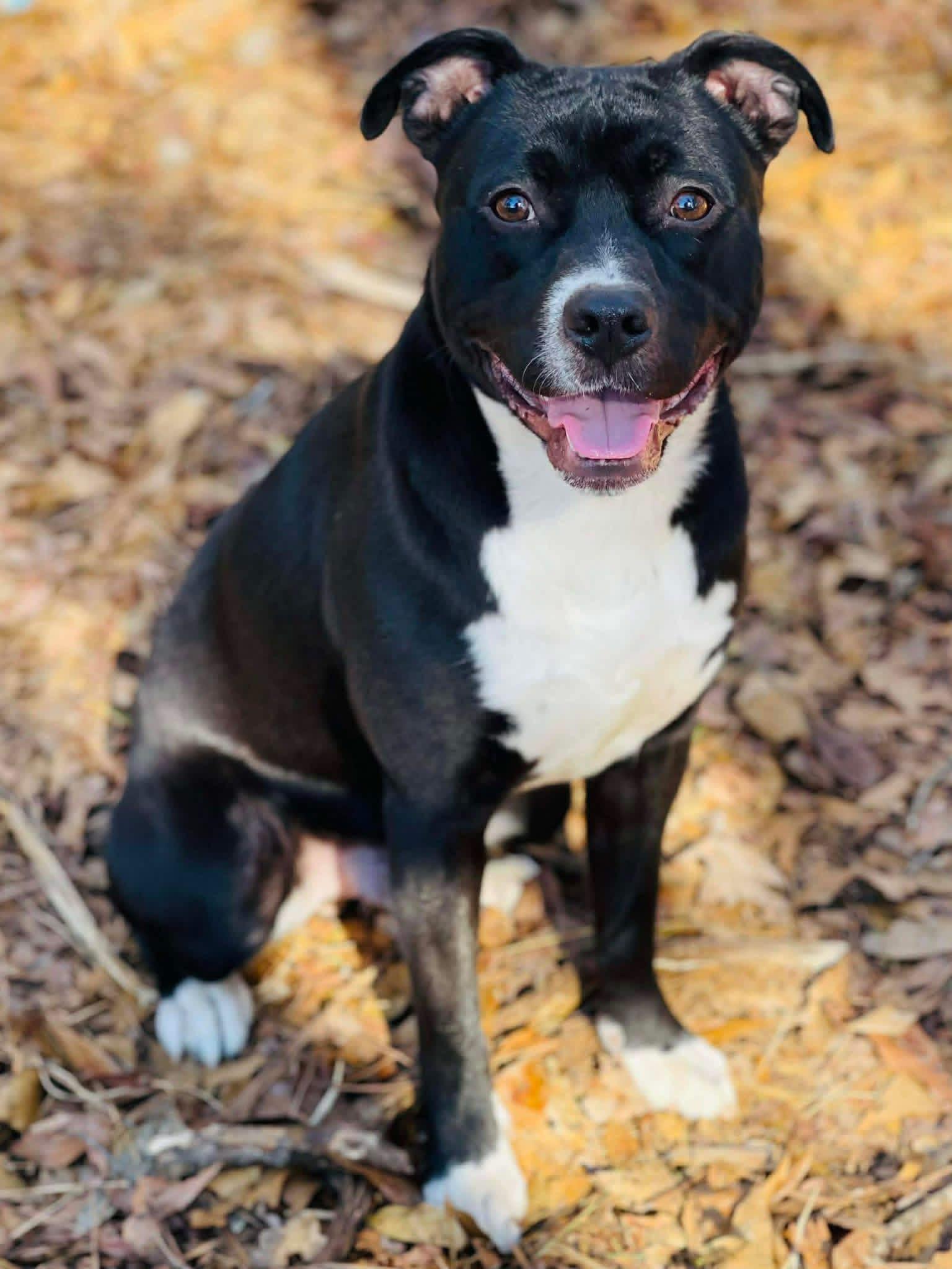 Dante, Adopted, Young Male Mixed Breed.