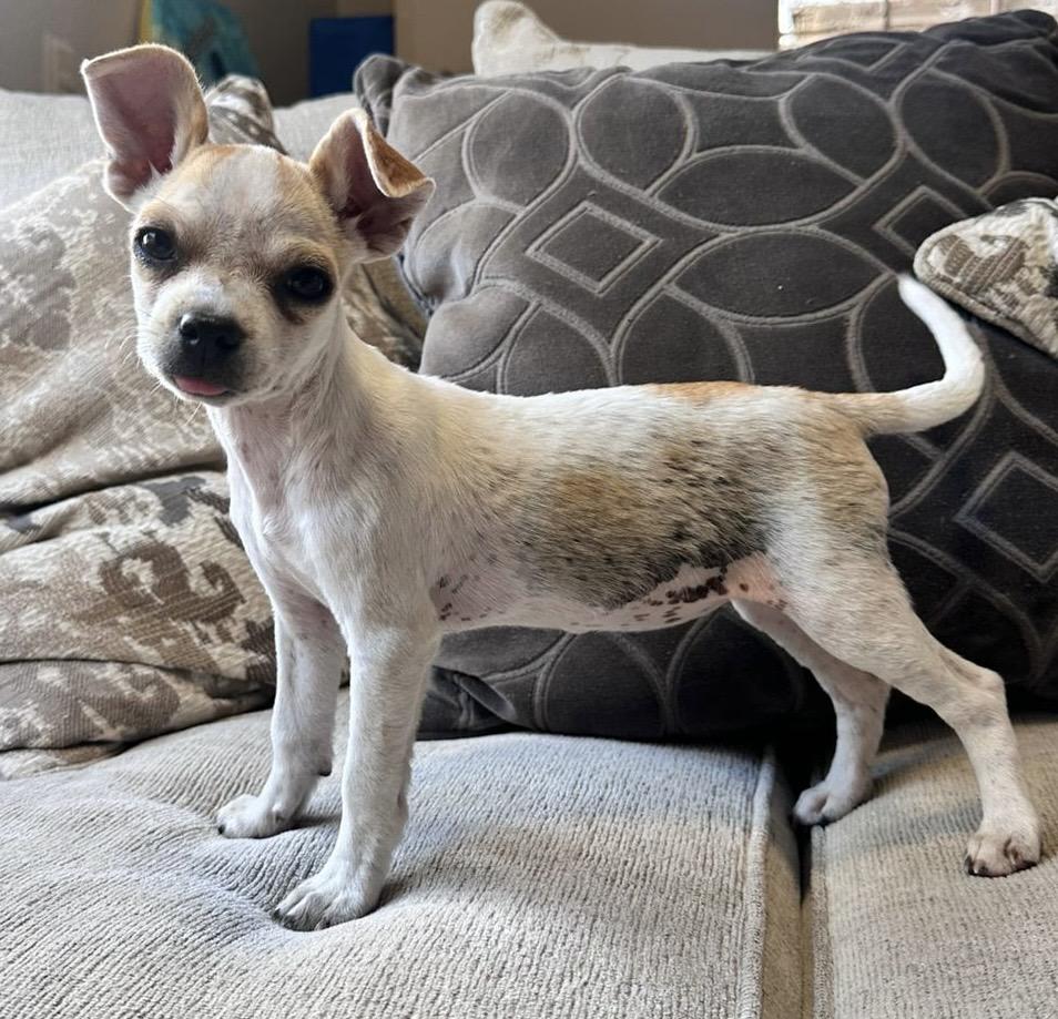 Nina, a Adoptable mixed breed in Ensenada, BCN image 3/5