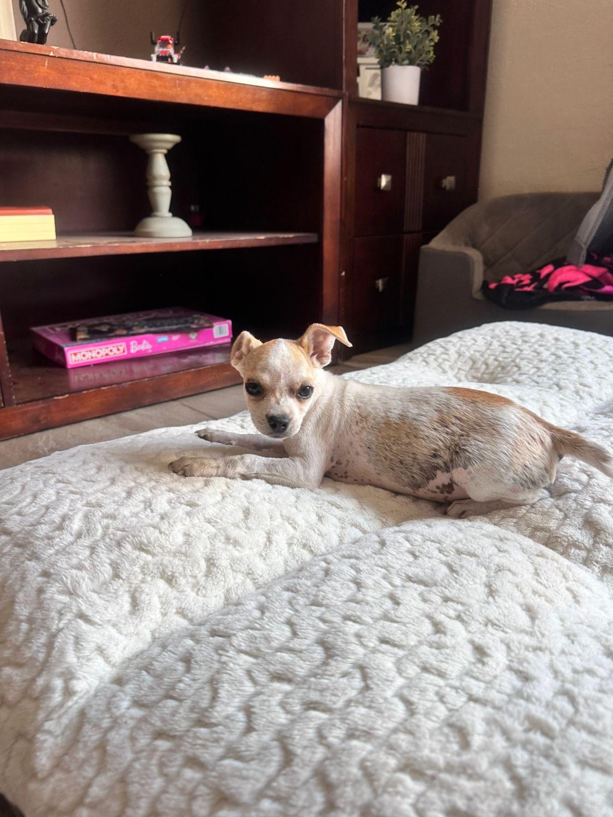 Nina, a Adoptable mixed breed in Ensenada, BCN image 4/5