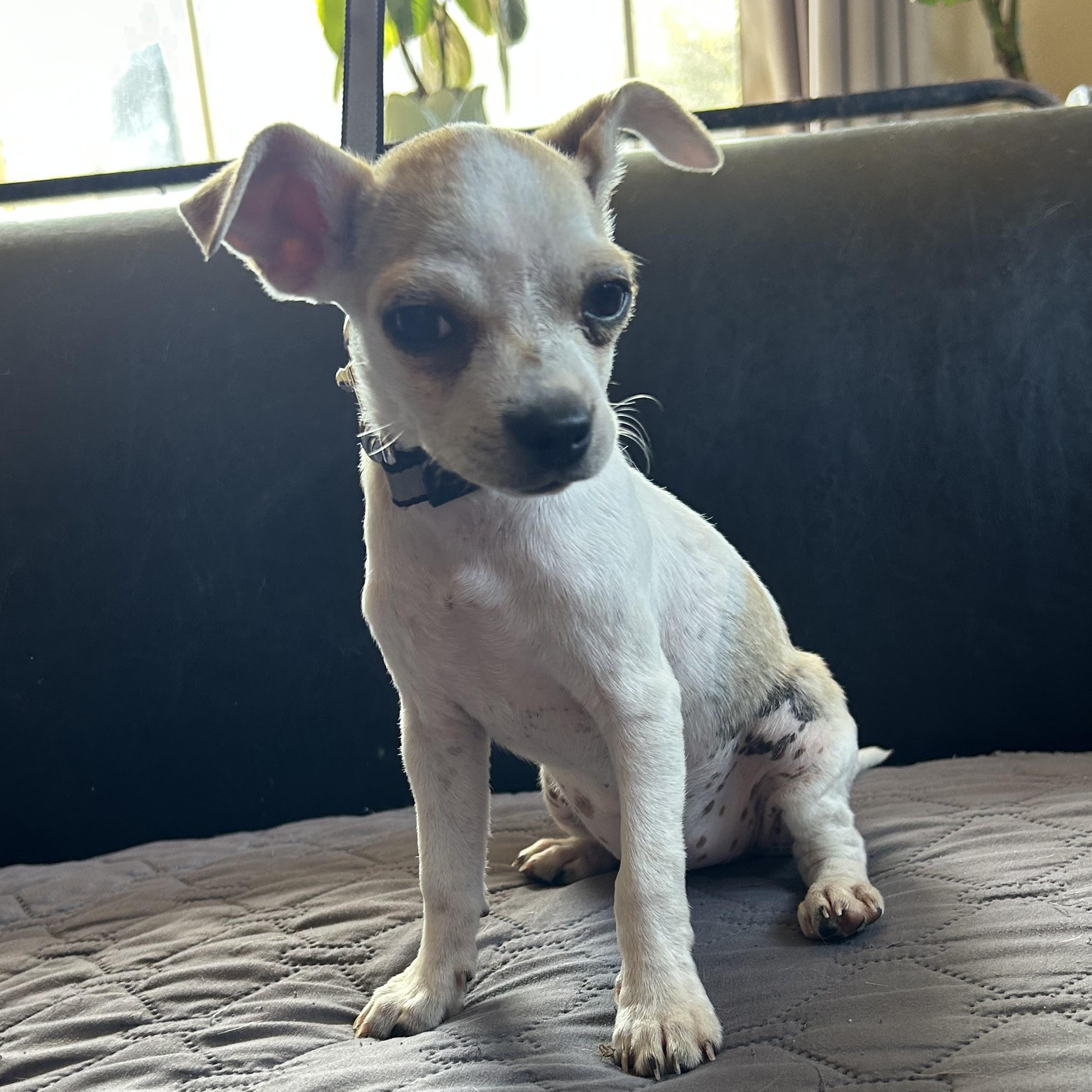 Nina, a Adoptable mixed breed in Ensenada, BCN image 2/5