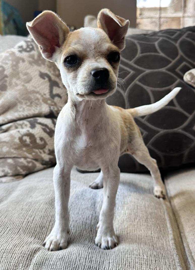 Nina, Adoptable, Puppy Female Chihuahua.