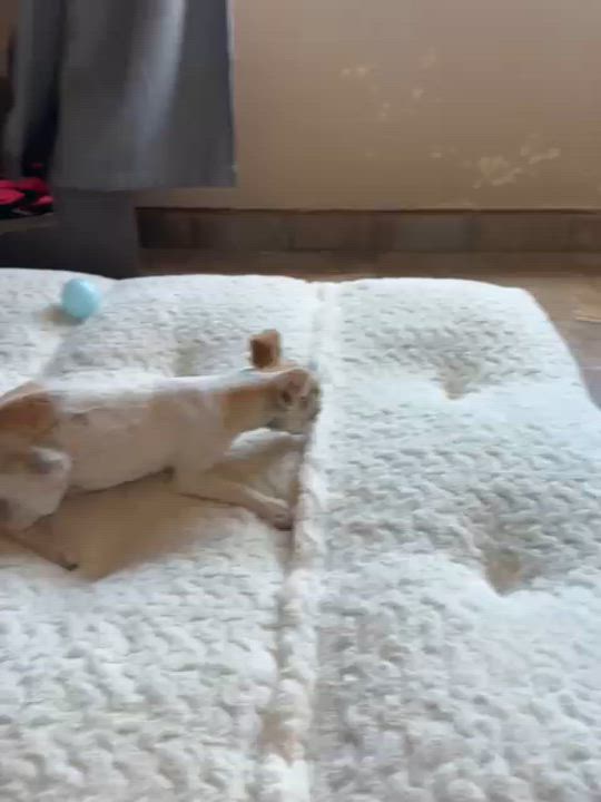 Enlarge Nina, a Adoptable mixed breed in Ensenada, BCN video 5/5