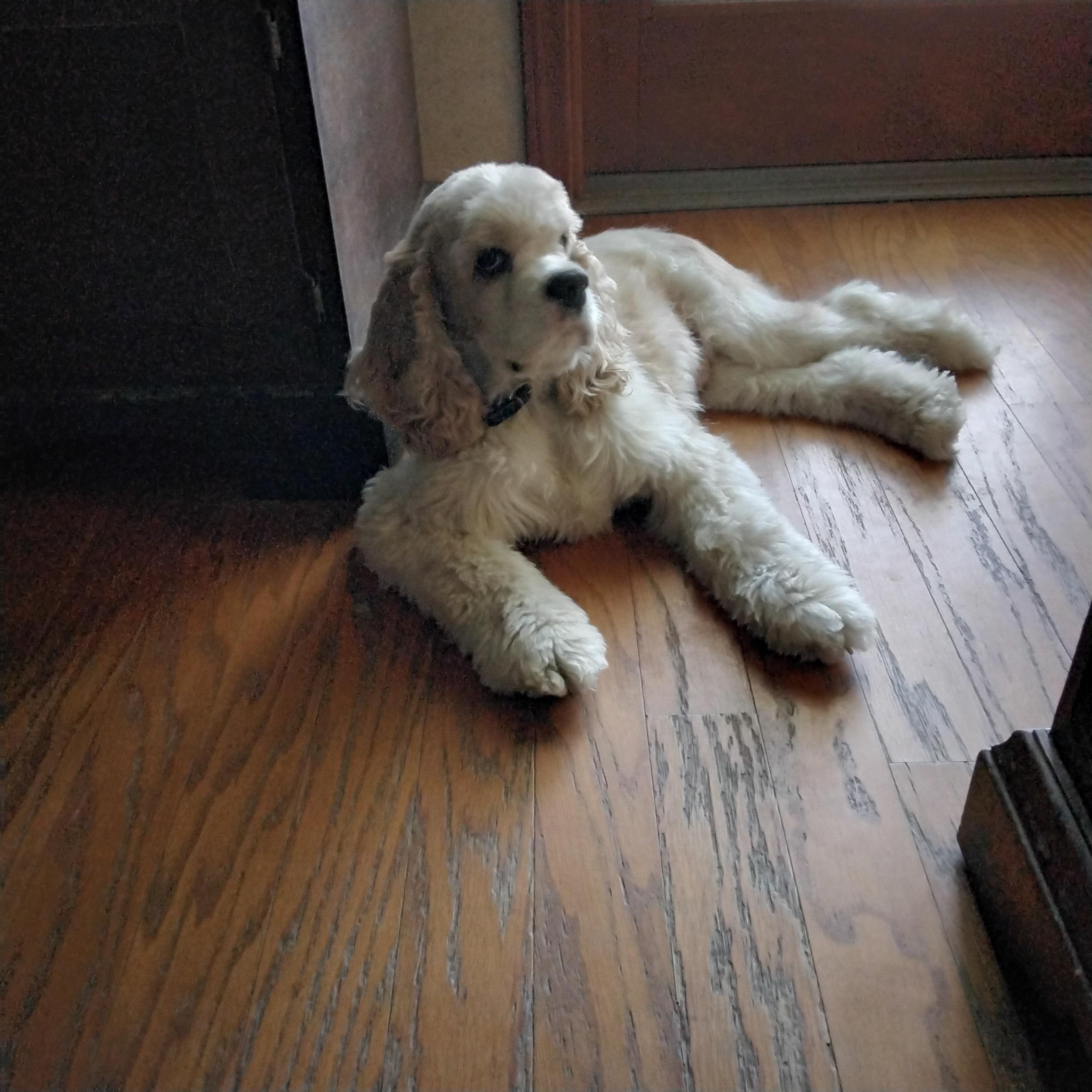 Charlie, a ADOPTABLE Cocker Spaniel in Grove, OK image 3/4